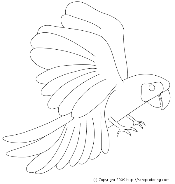 macaw coloring pages to print - photo #22