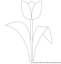 Tulip